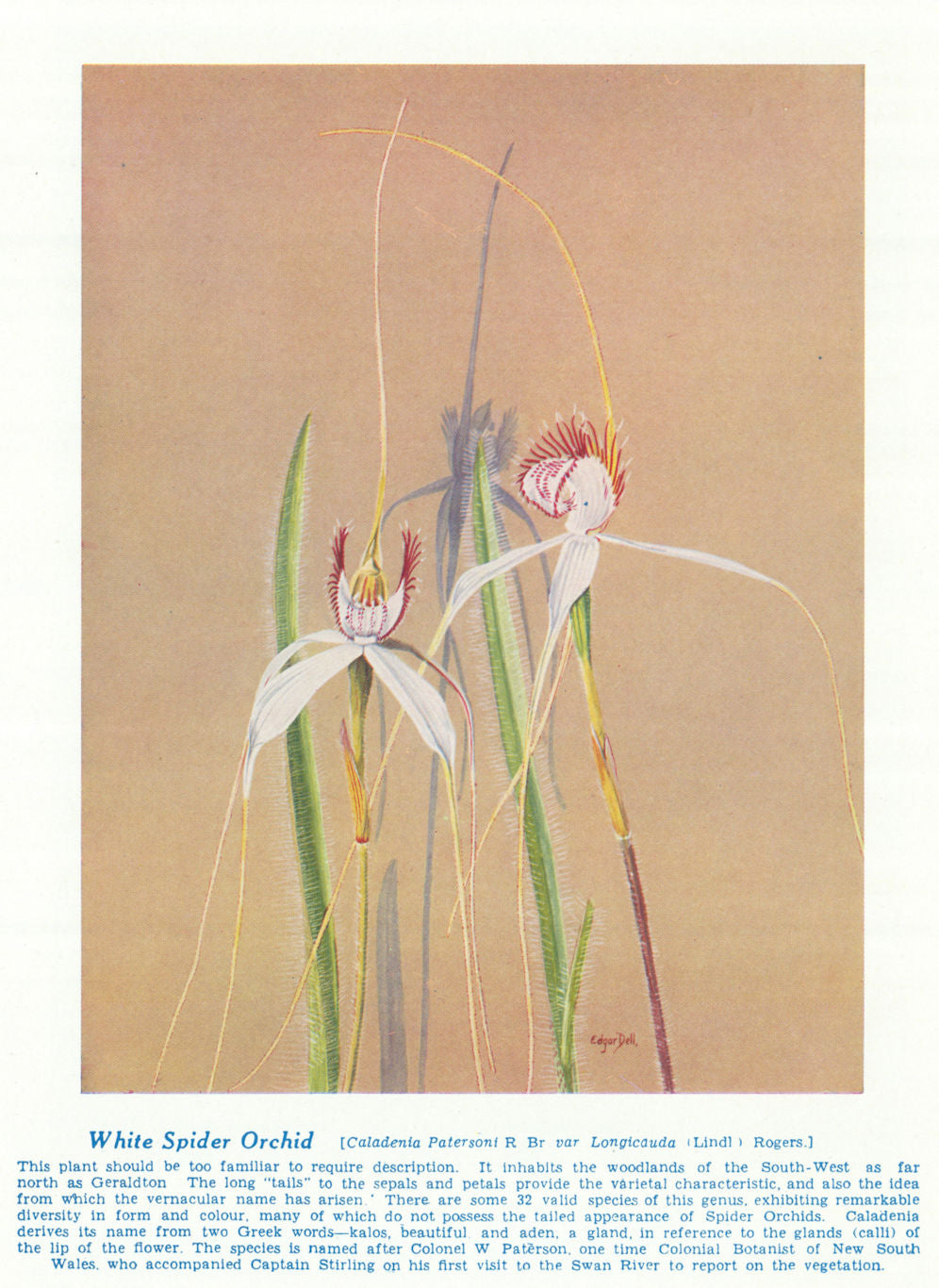White Spider Orchid (Caladenia Patersoni). West Australian Wild Flowers 1950